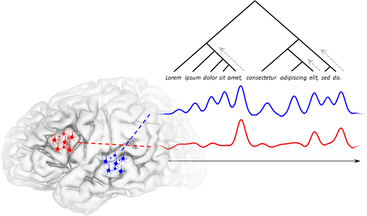 Graphic of a brain and neurons in the inferior frontal gyrus (IFG) and superior temporal sulcus (STS) with activation to build the phrase structure representation of an example sentence. Front page graphic for the website of the Nelson Neurophysiology lab